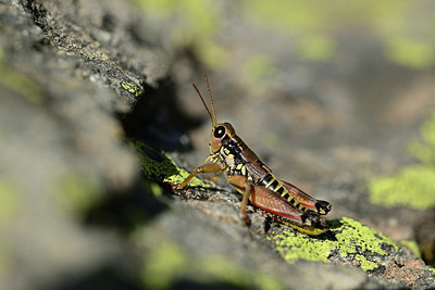 BUITEN BEELD Foto: 364382