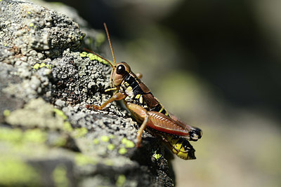 BUITEN BEELD Foto: 364384