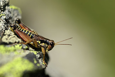 BUITEN BEELD Foto: 364385