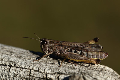 BUITEN BEELD Foto: 364391