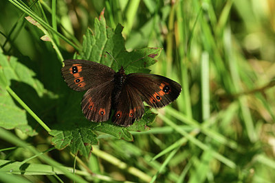BUITEN BEELD Foto: 364395