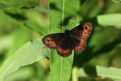 BUITEN BEELD Foto: 364396