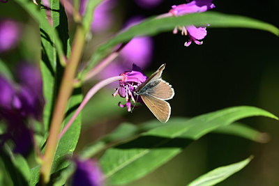 BUITEN BEELD Foto: 364397