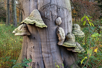 BUITEN BEELD Foto: 364526