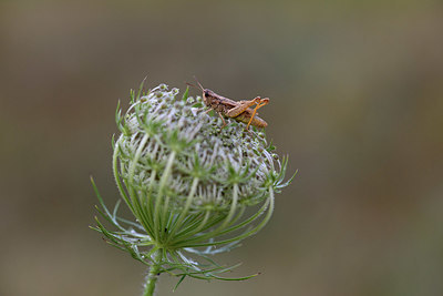 BUITEN BEELD Foto: 364542
