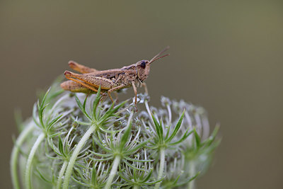 BUITEN BEELD Foto: 364543