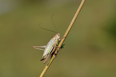 BUITEN BEELD Foto: 364546