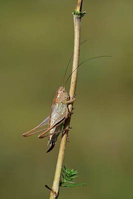 BUITEN BEELD Foto: 364547