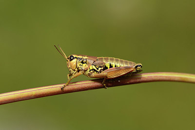 BUITEN BEELD Foto: 364553
