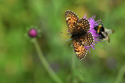 BUITEN BEELD Foto: 364555