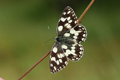 BUITEN BEELD Foto: 364557