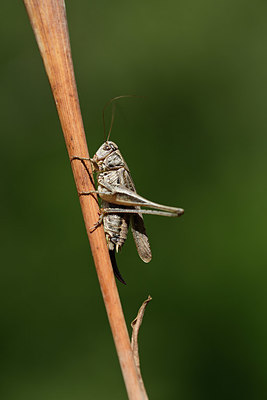 BUITEN BEELD Foto: 364562