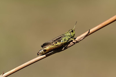 BUITEN BEELD Foto: 364563