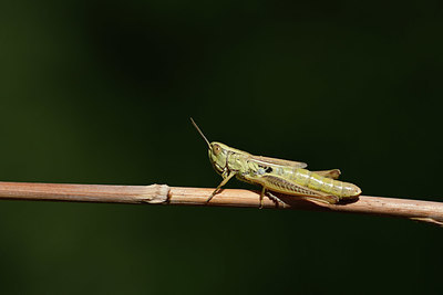 BUITEN BEELD Foto: 364564