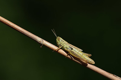 BUITEN BEELD Foto: 364565