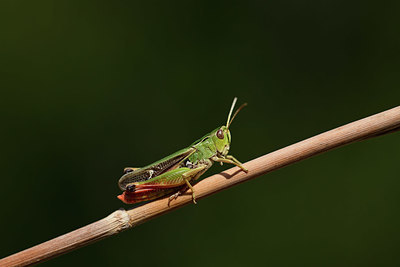 BUITEN BEELD Foto: 364566