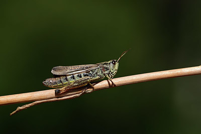 BUITEN BEELD Foto: 364567