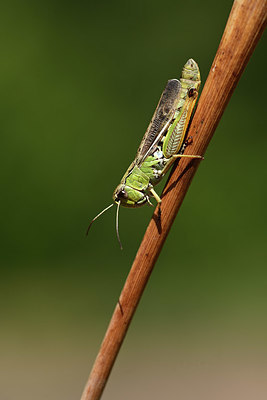 BUITEN BEELD Foto: 364569