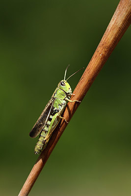 BUITEN BEELD Foto: 364570