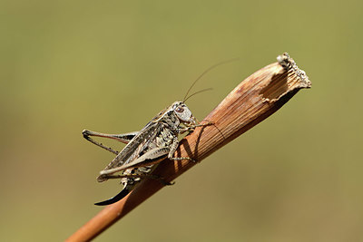 BUITEN BEELD Foto: 364571