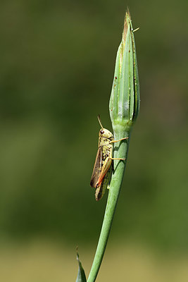 BUITEN BEELD Foto: 364572