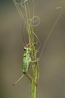 BUITEN BEELD Foto: 364577