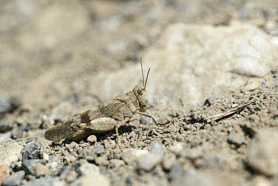 BUITEN BEELD Foto: 364578