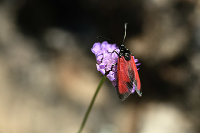 BUITEN BEELD Foto: 364579