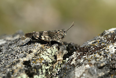 BUITEN BEELD Foto: 364581
