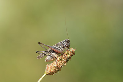 BUITEN BEELD Foto: 364583