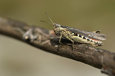BUITEN BEELD Foto: 364585
