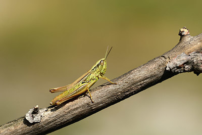 BUITEN BEELD Foto: 364586