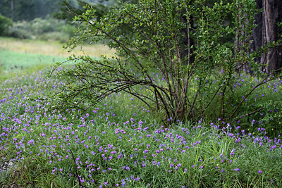 BUITEN BEELD Foto: 364589