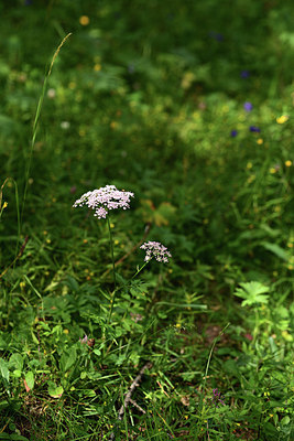 BUITEN BEELD Foto: 364600
