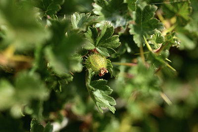 BUITEN BEELD Foto: 364604