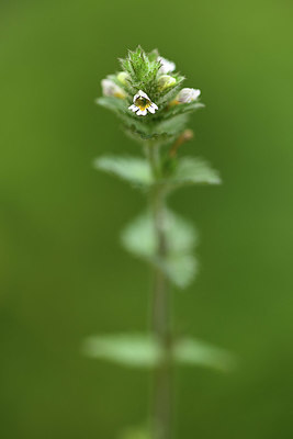 BUITEN BEELD Foto: 364608