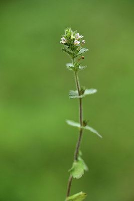 BUITEN BEELD Foto: 364609