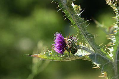 BUITEN BEELD Foto: 364618