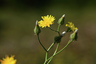 BUITEN BEELD Foto: 364628