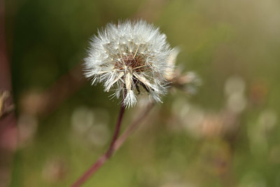 BUITEN BEELD Foto: 364629