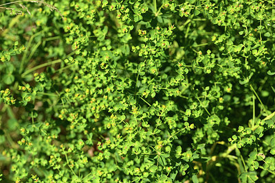 BUITEN BEELD Foto: 364630