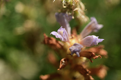 BUITEN BEELD Foto: 364641