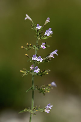 BUITEN BEELD Foto: 364650