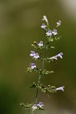 BUITEN BEELD Foto: 364651