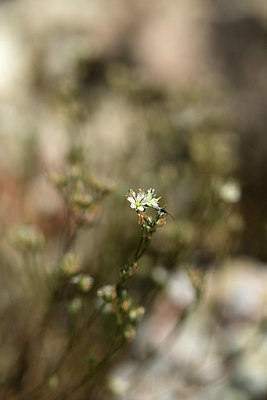 BUITEN BEELD Foto: 364654