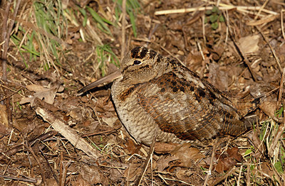 BUITEN BEELD Foto: 364670