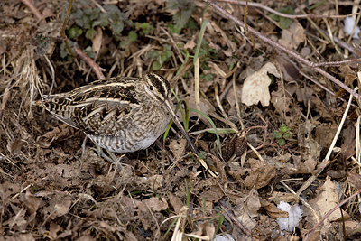 BUITEN BEELD Foto: 364678