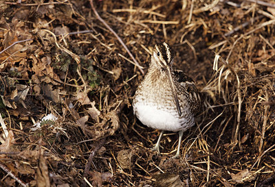 BUITEN BEELD Foto: 364679