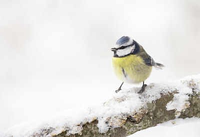 BUITEN BEELD Foto: 364686