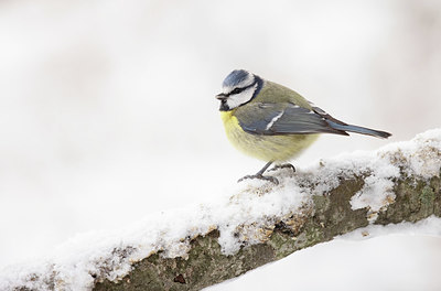 BUITEN BEELD Foto: 364688